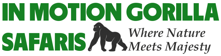 3 Days Lowland Gorilla trek in Congo