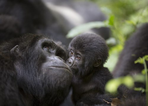 Gorilla Trekking Rules