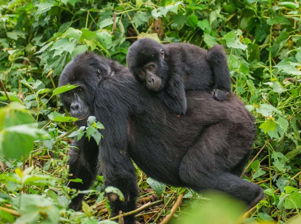 Bwindi gorilla trekking in dry season