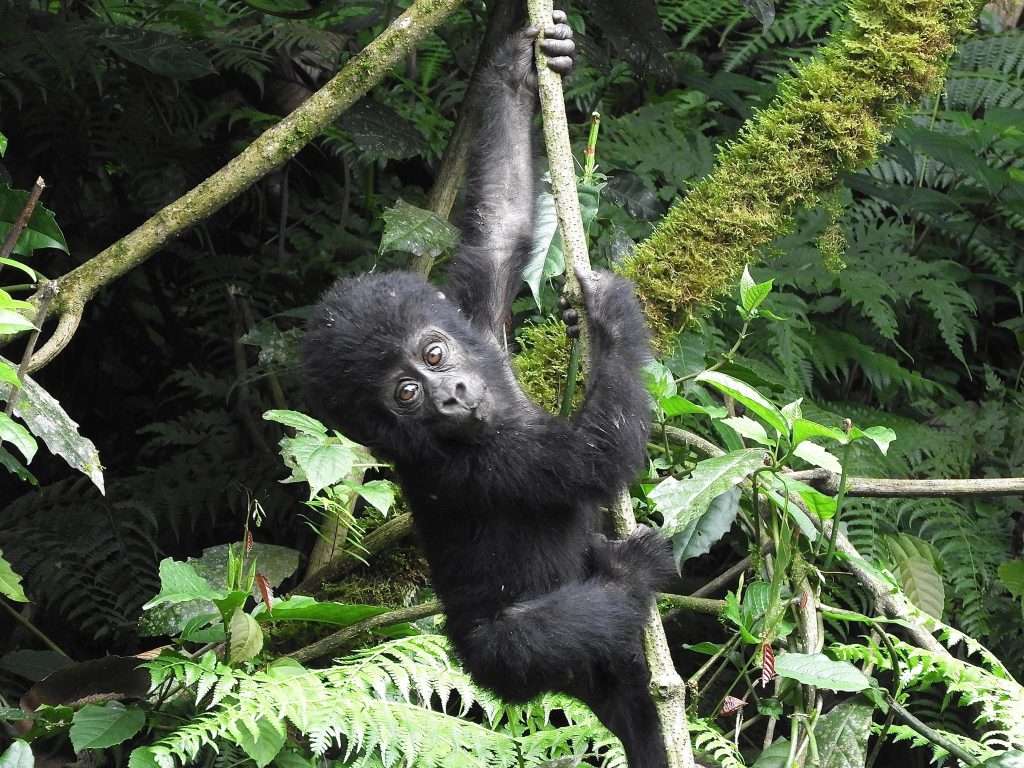 3 days Gorilla Trek in Bwindi National Park.