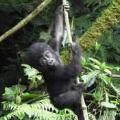 Gorilla Trekking In Bwindi Impenetrable Park