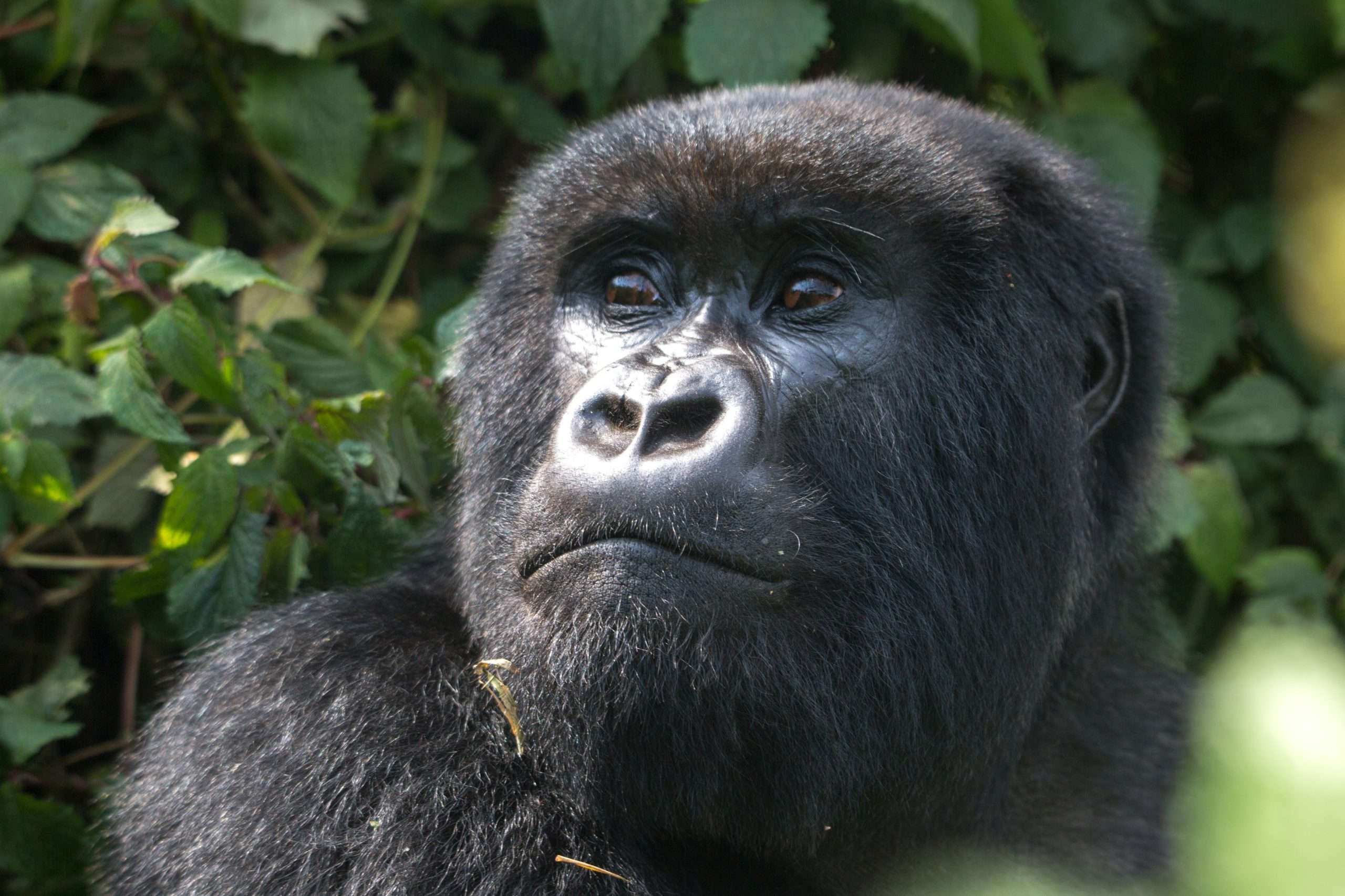 Gorilla Trekking In Congo