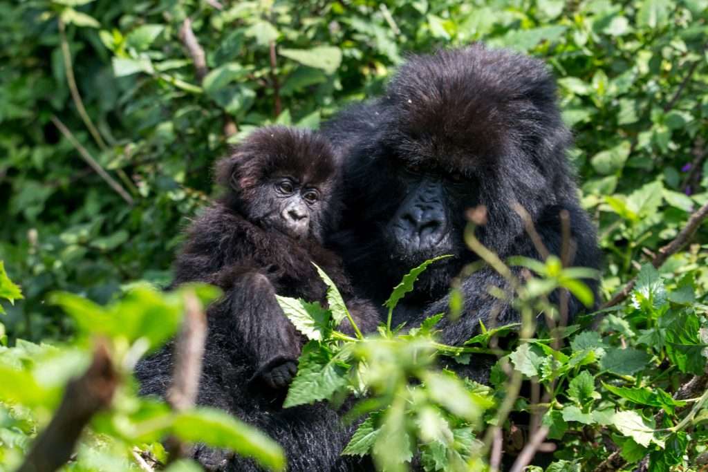 10 Essential Facts About Mountain Gorillas for Trekking Enthusiasts