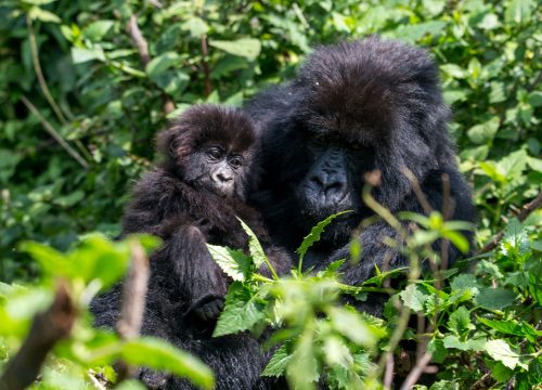 10 Essential Facts About Mountain Gorillas for Trekking Enthusiasts