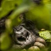 Gorillas In East African Safaris