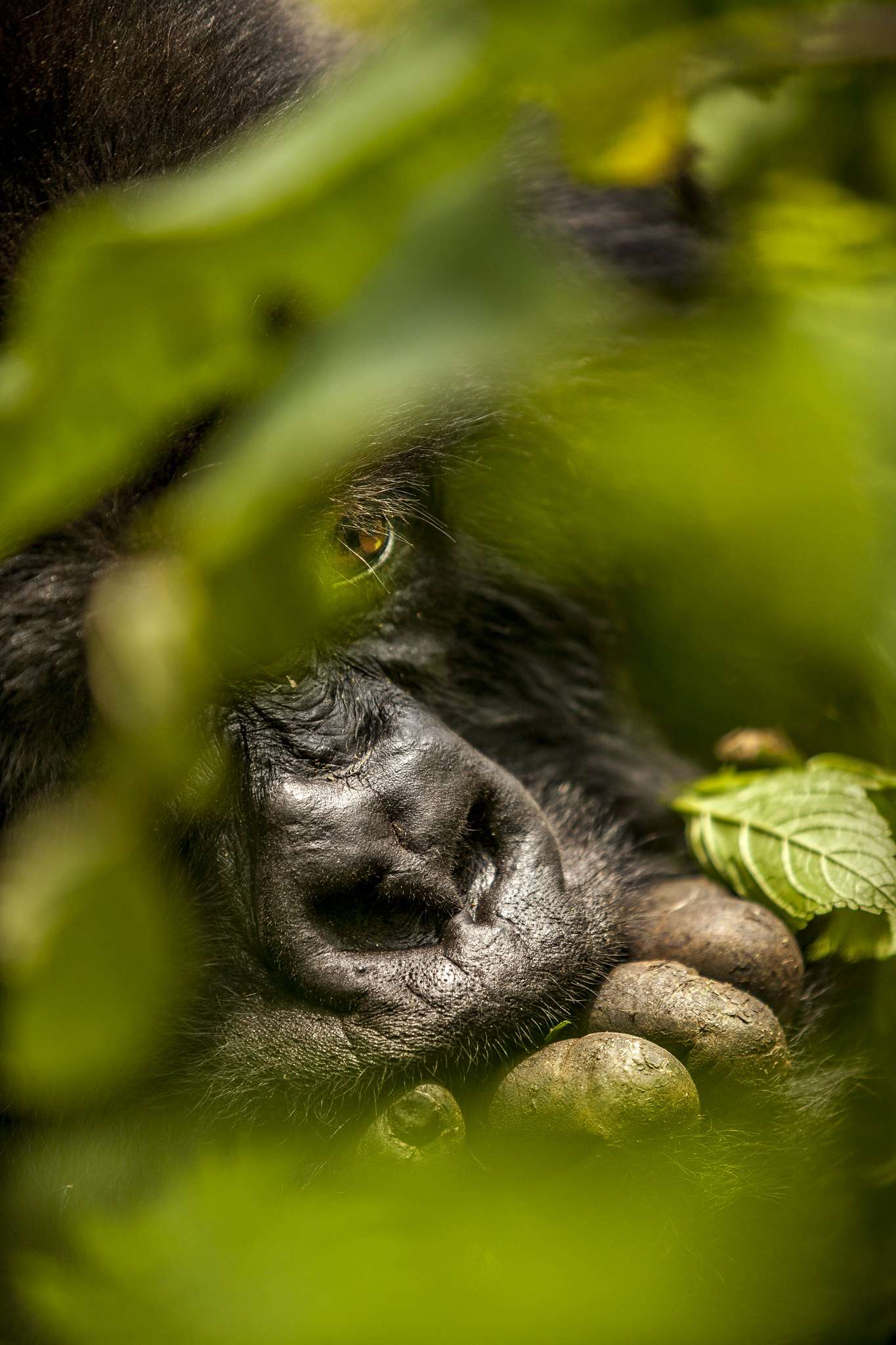 Gorillas In East African Safaris