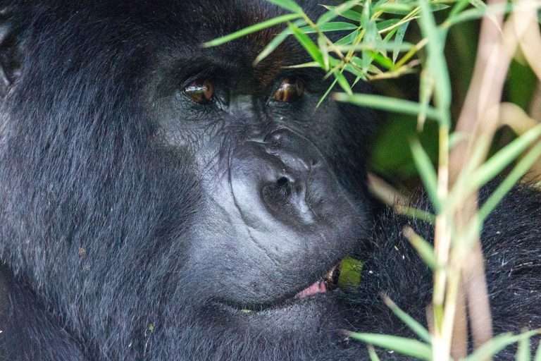 5 Days Lowland gorillas and Lake Kivu