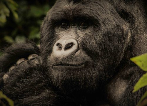Booking Gorilla Trekking Permit