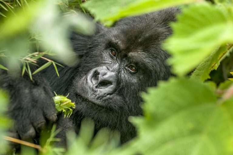 15 Days Rwanda & Uganda: On the Trail of the Gentle Giants