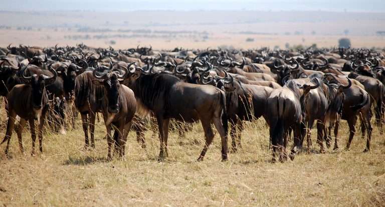 5 Days Masai Mara Migration Safari (Best in July – October)