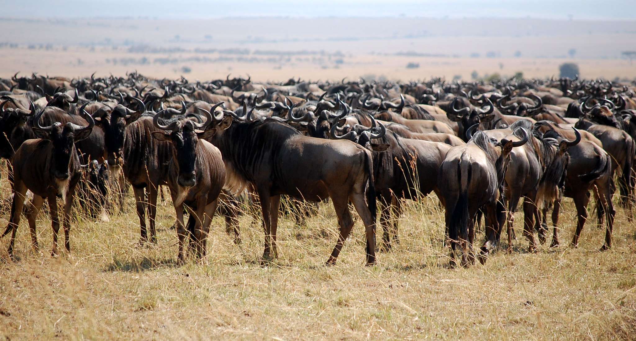 Wildebeast Migration In Kenya