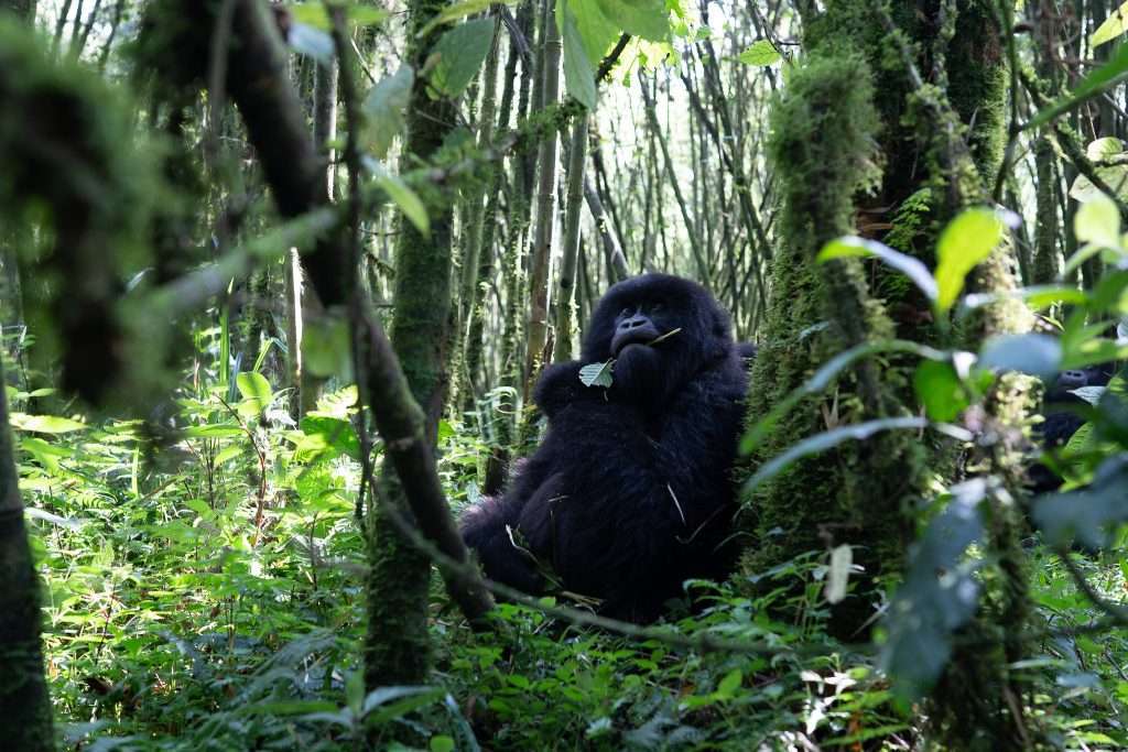 Booking Gorilla Trekking Permit
