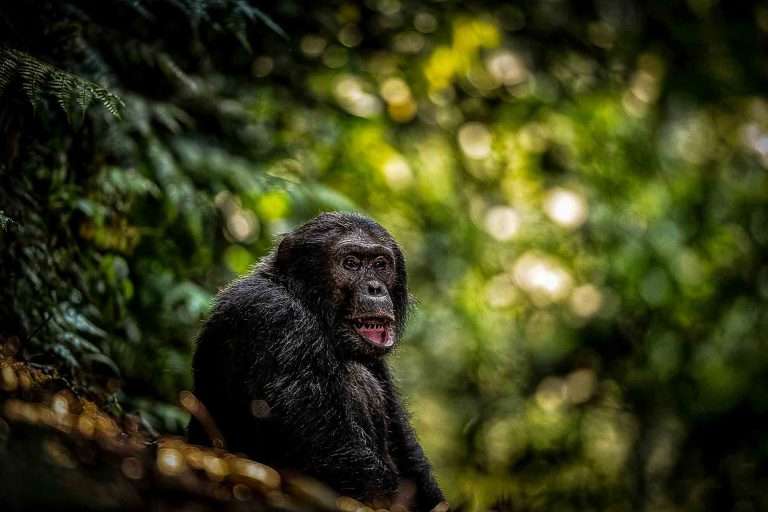 7 Days Rwanda Classic Safari