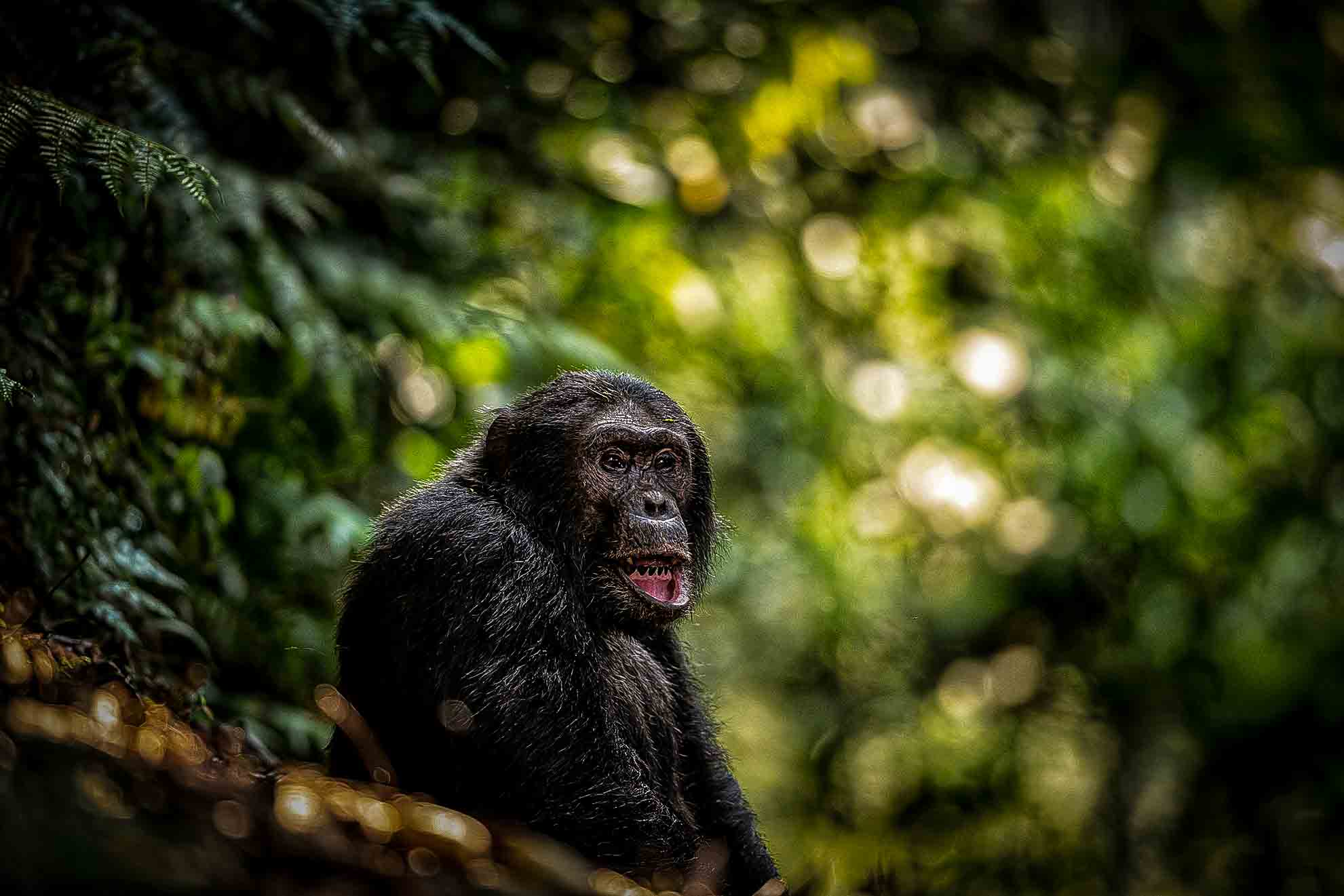 Chimpanzee Nyungwe Park