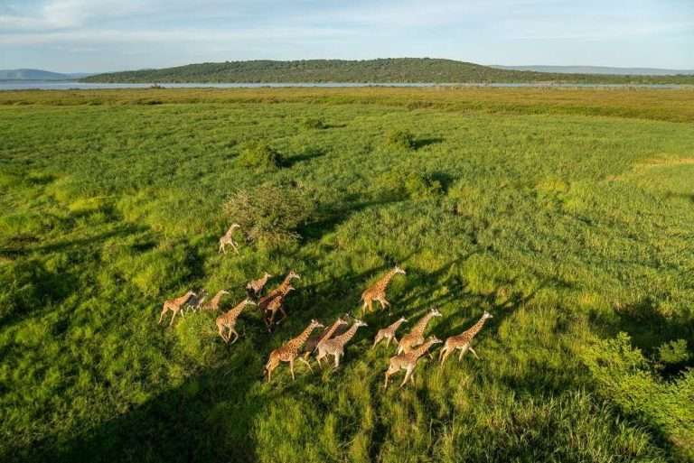 4 Days Akagera National Park Wildlife Safari Adventure