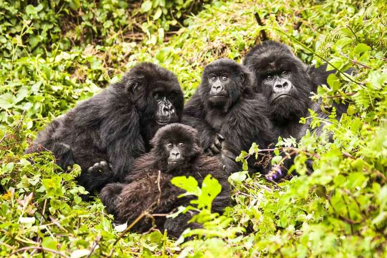 6 Days Rwanda Volcanoes Hiking Tour