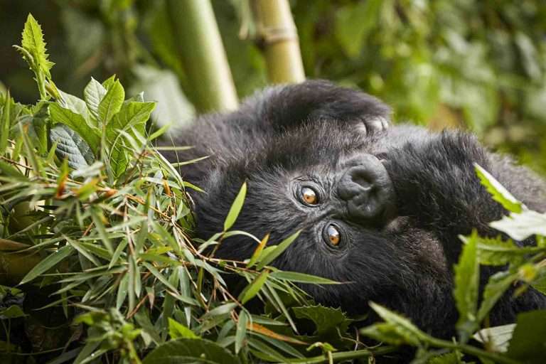 12 Days Classic Uganda & Rwanda Primate Tour