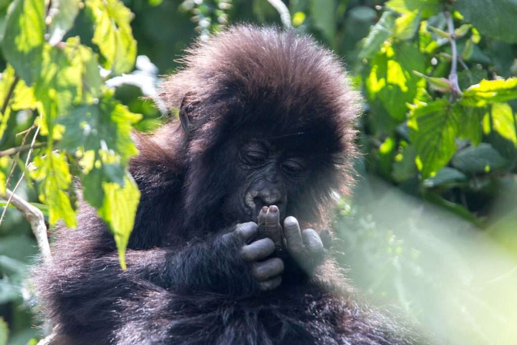 Gorilla Trekking Tours: Exploring the World of Mountain Gorillas in 2026/2027