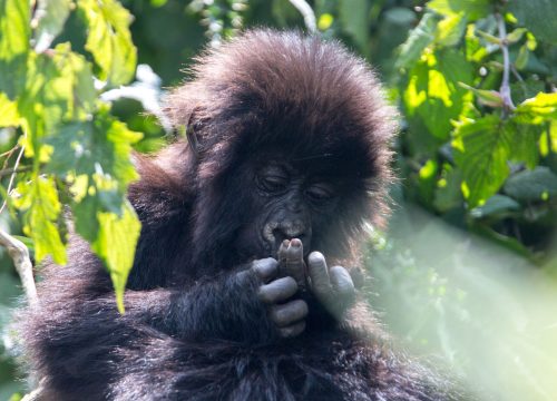 Gorilla Trekking Tours: Exploring the World of Mountain Gorillas