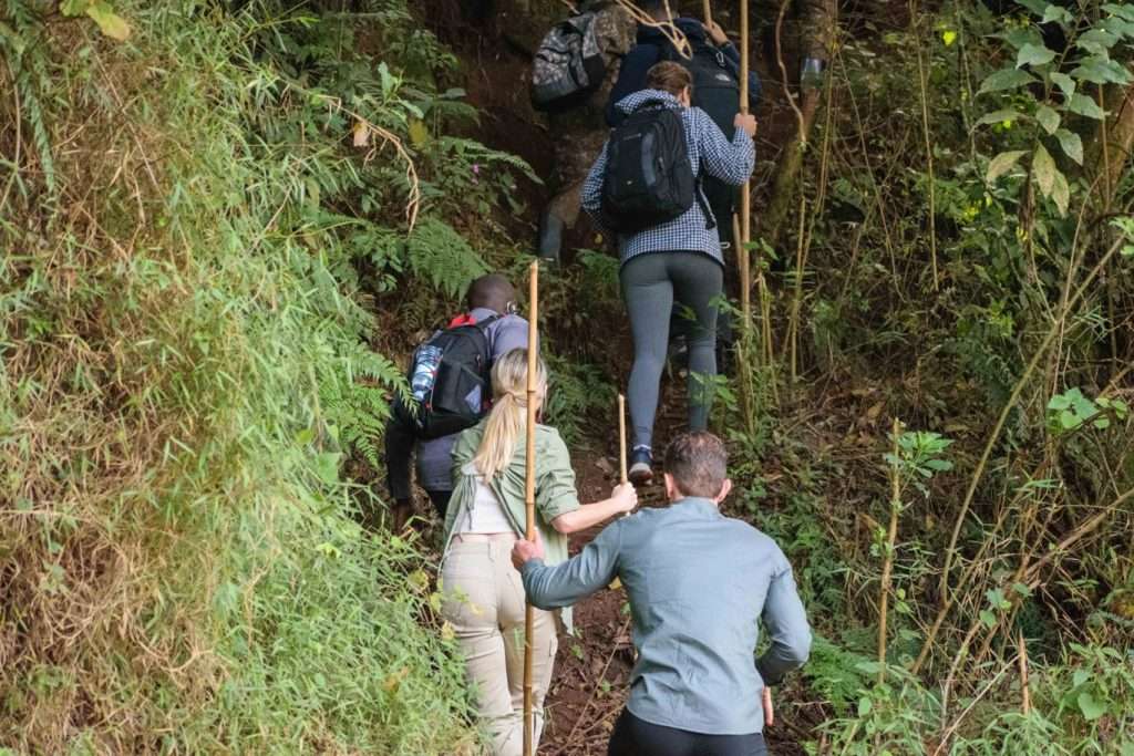 Where do mountain gorillas live