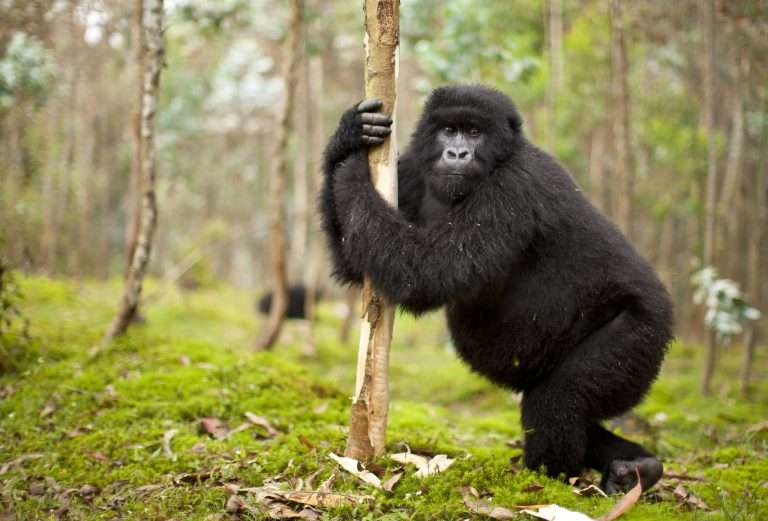 4 Days Uganda Gorilla Safari and Golden Monkey Tracking