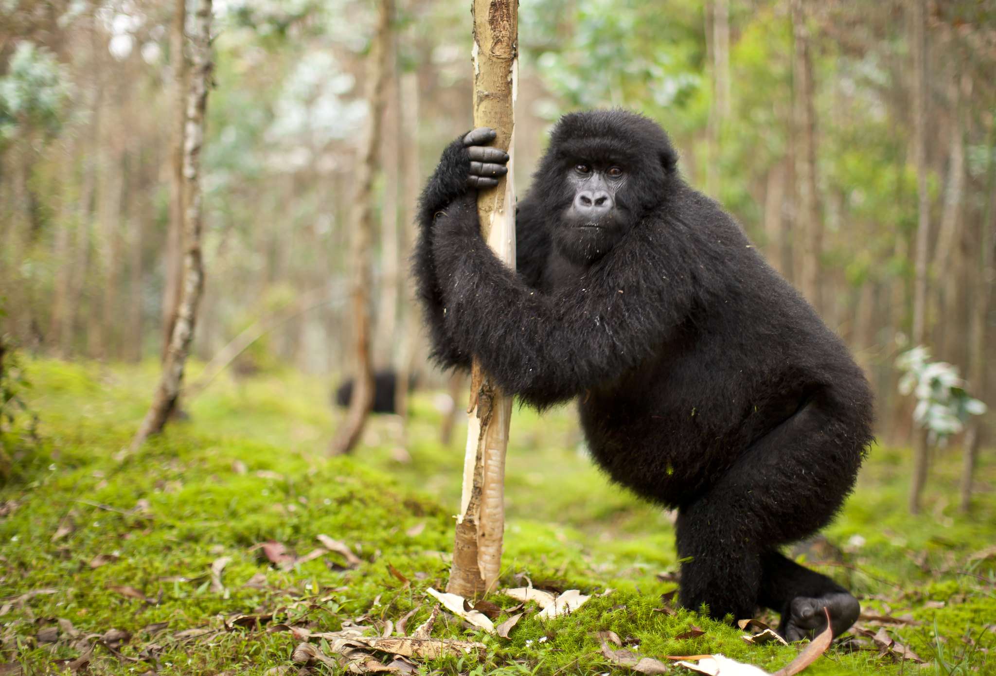 4 Days Uganda Gorilla Safari and Golden Monkey Tracking