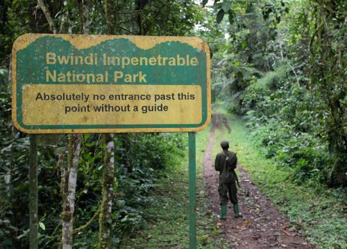 Gorilla Trekking Guide for Bwindi and Mgahinga National Parks (2025