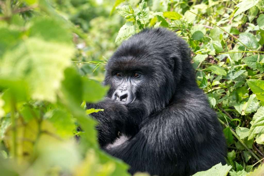 Gorilla Trekking Rules and Regulations in Rwanda