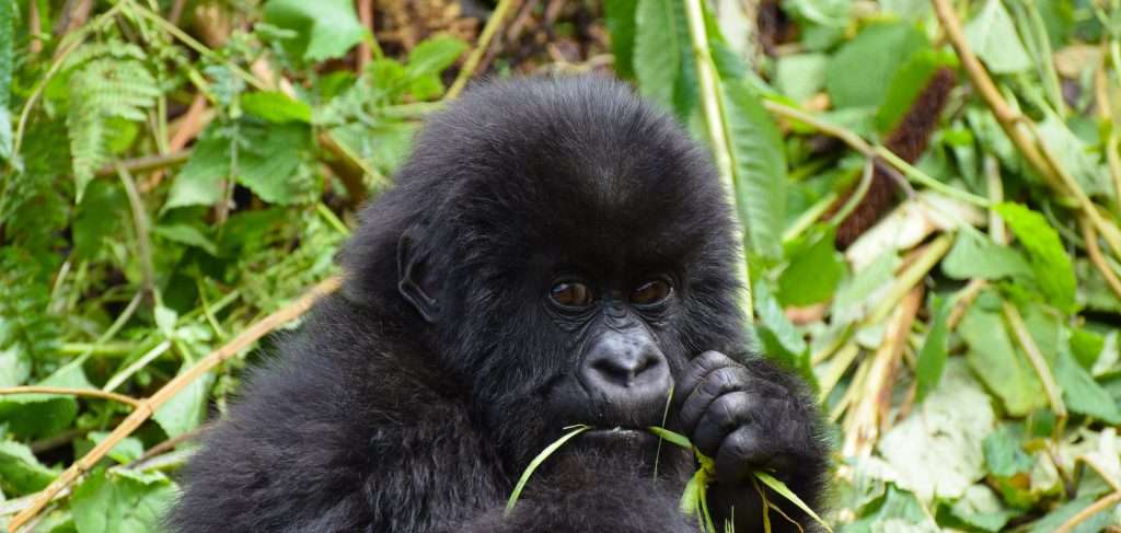 Gorilla Trekking in Uganda 2026–2027 Safari Guide