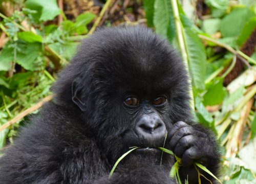 Gorilla Trekking in Uganda.