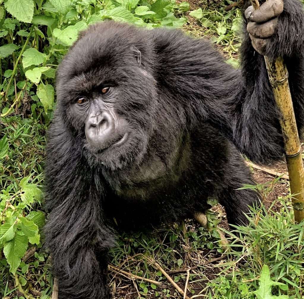 Important Links: Uganda Travel Resources