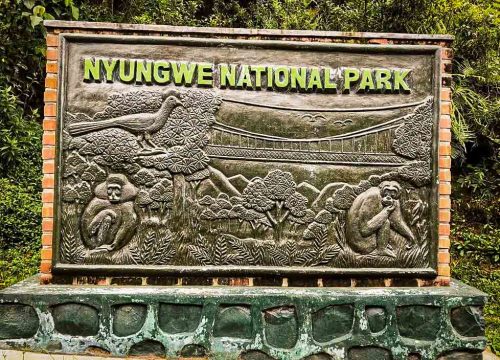 The best time to track Nyungwe chimpanzees