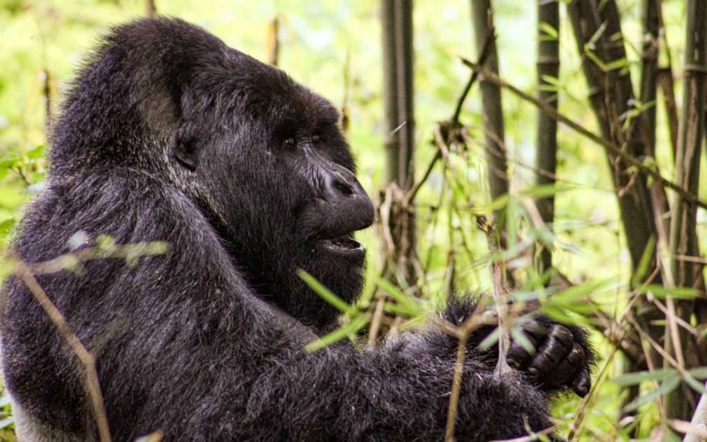 2 days Mgahinga trek from Kigali.