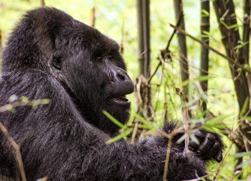 What you need to know about Silverback Gorillas