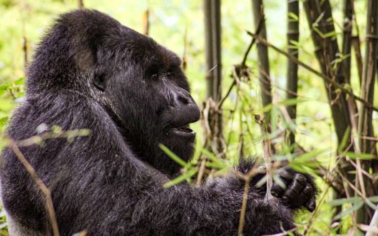 2 days Mgahinga trek from Kigali.