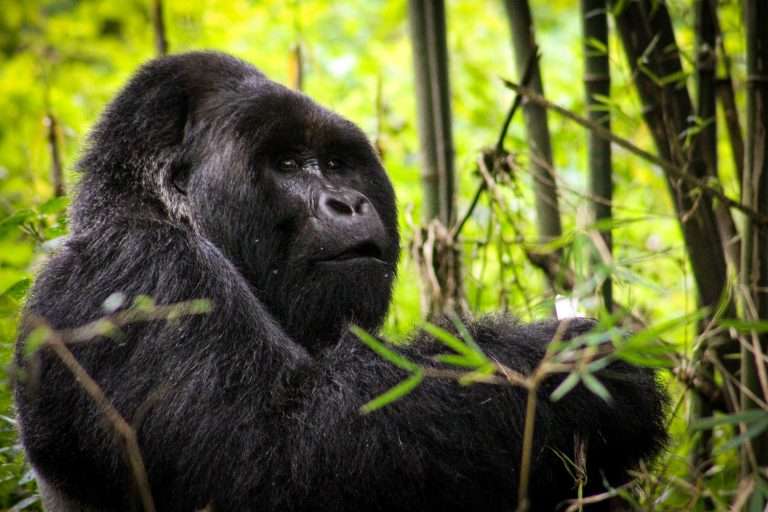 4 Days Uganda Gorilla Safari and Golden Monkey Tracking