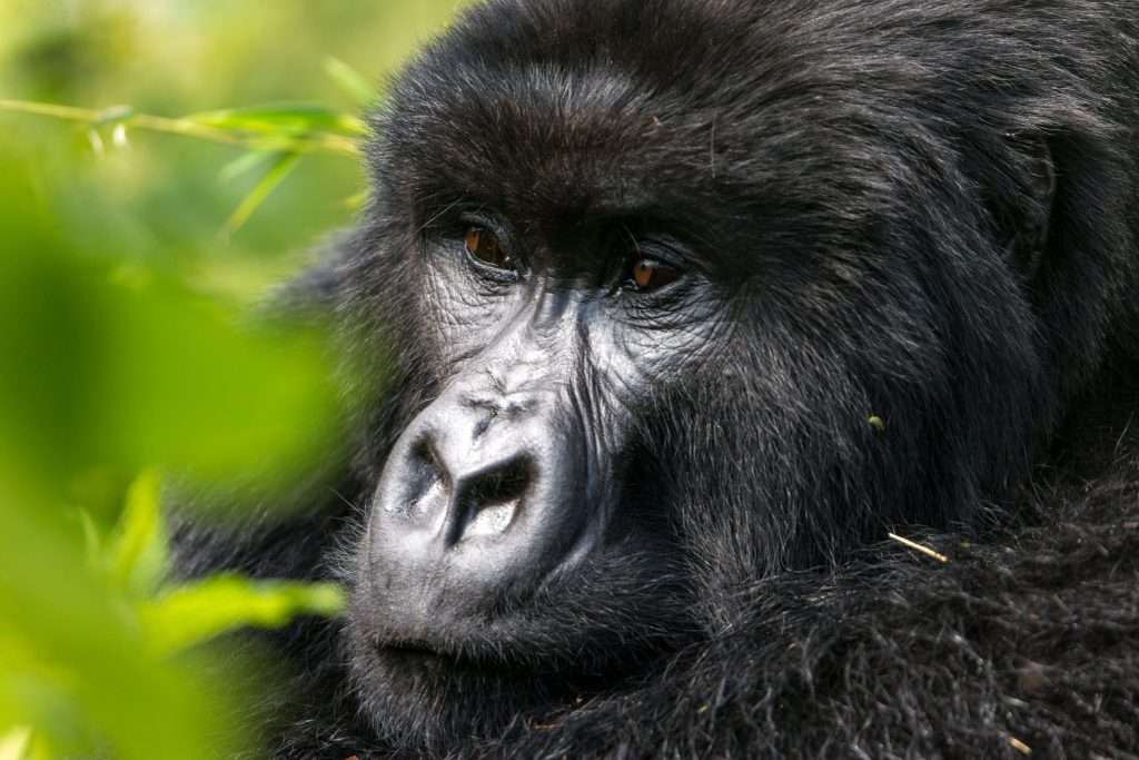 Gorilla families in Volcanoes National Park