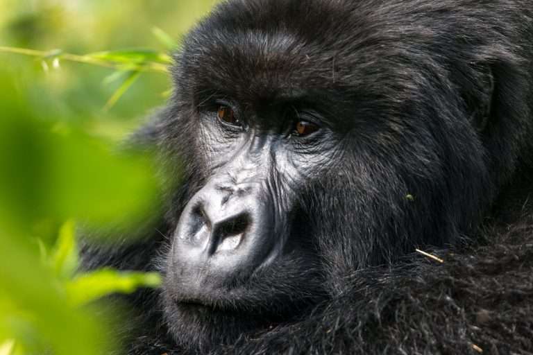6 Days Rwanda Volcanoes Hiking Tour