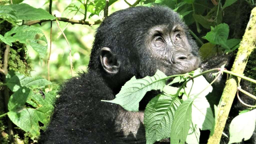 10 Days Uganda Primate Tracking safari.
