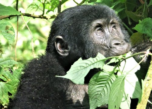10 Days Uganda Primate Tracking safari.