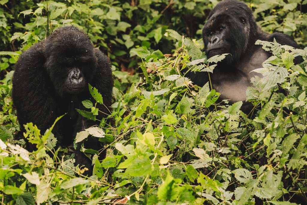 10 Days Uganda wildlife and Primates safari