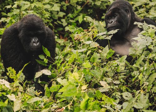 10 Days Uganda wildlife and Primates safari