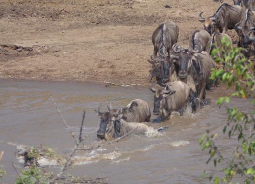 10 Days best of Kenya Safari