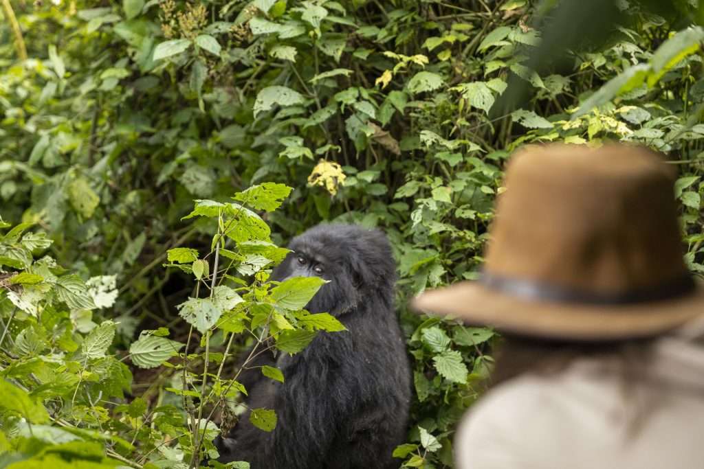 13 Days Uganda and Rwanda Safari – Wildlife, Primates & Scenic Landscapes