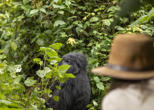 12 Days Combined Rwanda Uganda Safari.