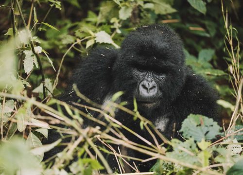 14 Days Uganda Safari