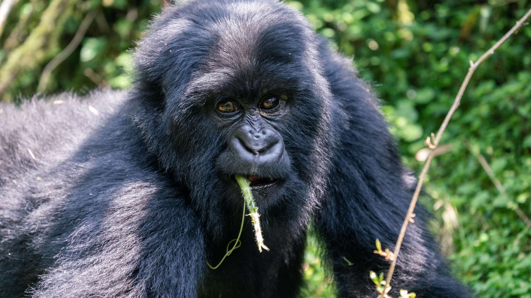 15 Days East Africa Safari (rwanda Uganda Kenya)