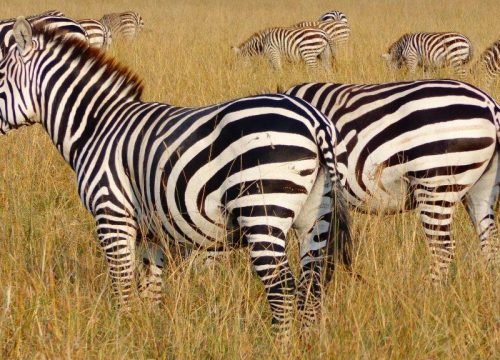 15 days Uganda Safari adventure