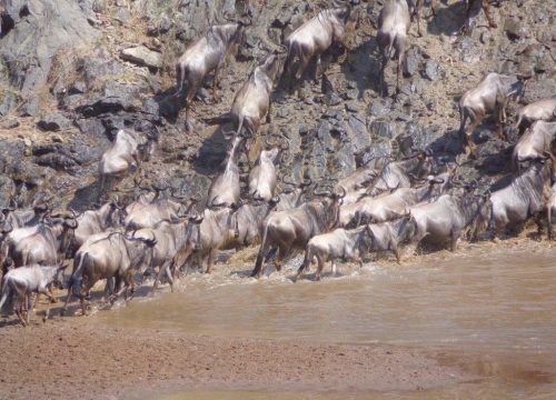 3 Days Masai Mara Flying Safari