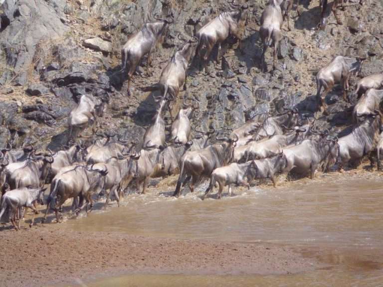 4 Days Wildlife Safari In Kenya – Masai mara
